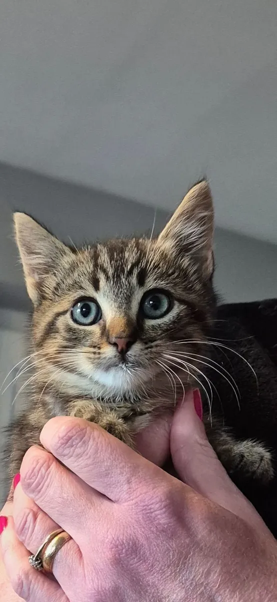 Kittens have found their forever home - Image 4