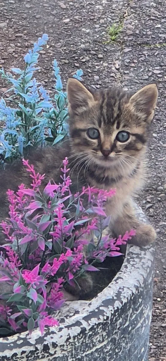 Cats - Image 1