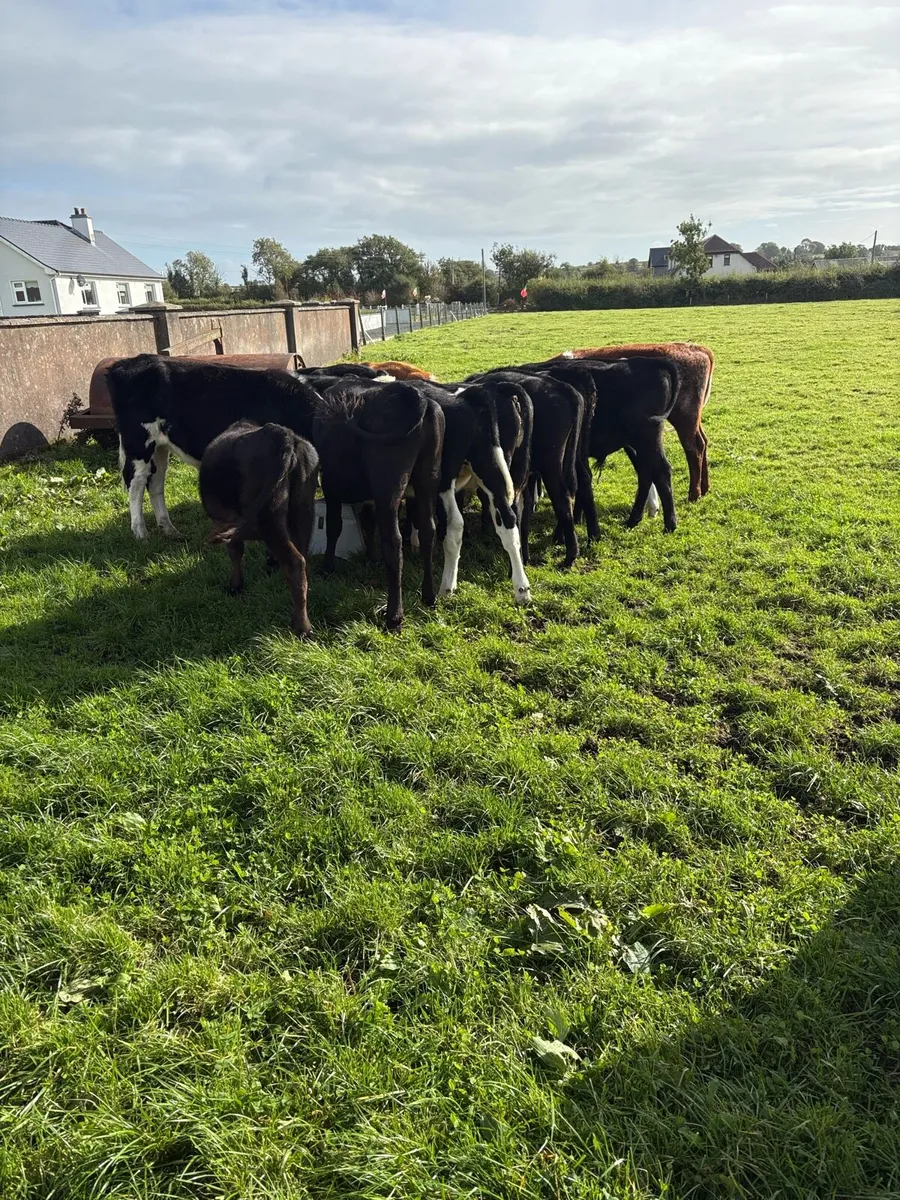 Weanlings & yearlings group - Image 2