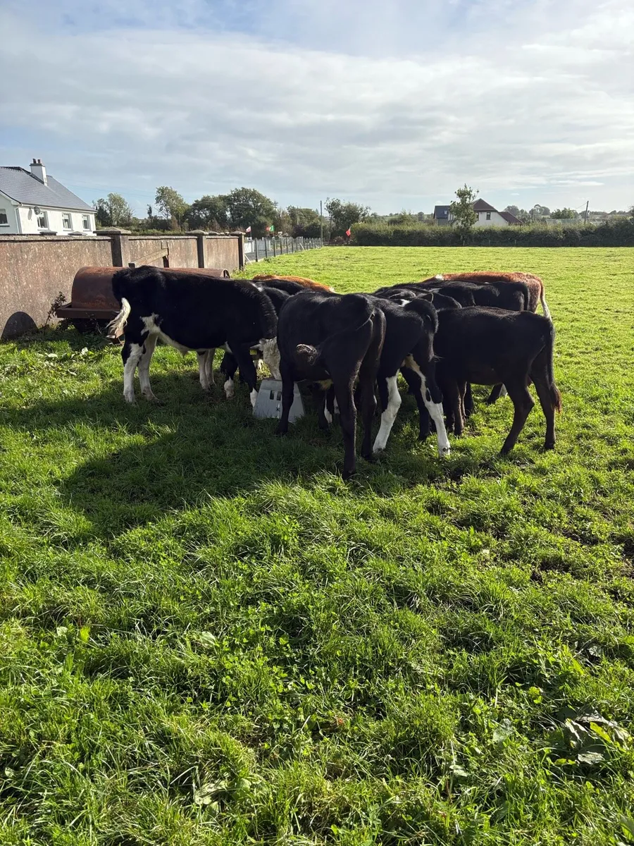 Weanlings & yearlings group - Image 4