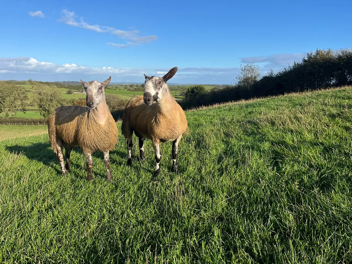 Bluefaced Leicester ram lambs - Image 1