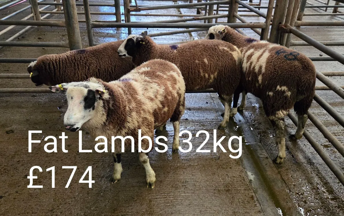 Fat Ewes , Fat Lambs & Store Lambs