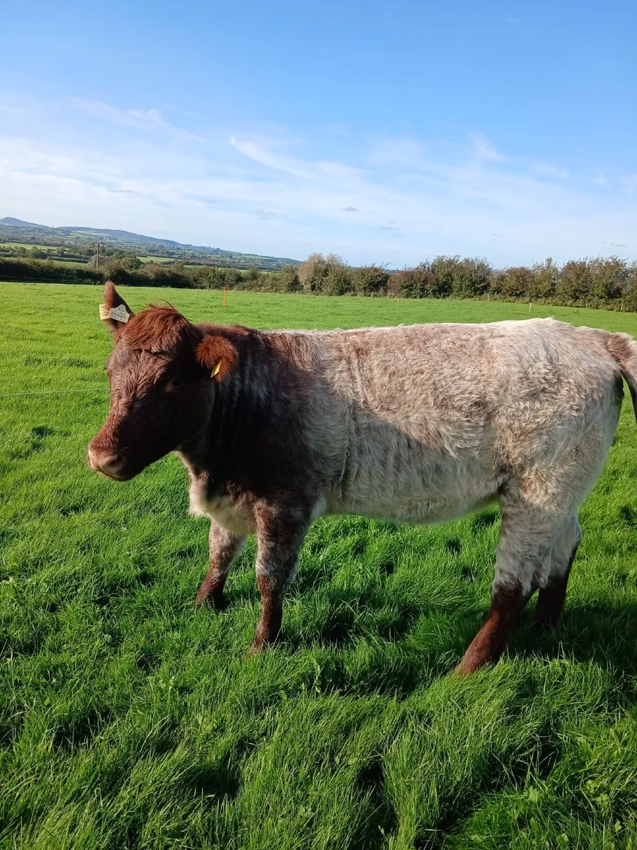 SUPER ROAN SHORTHORN HEIFER - Image 2