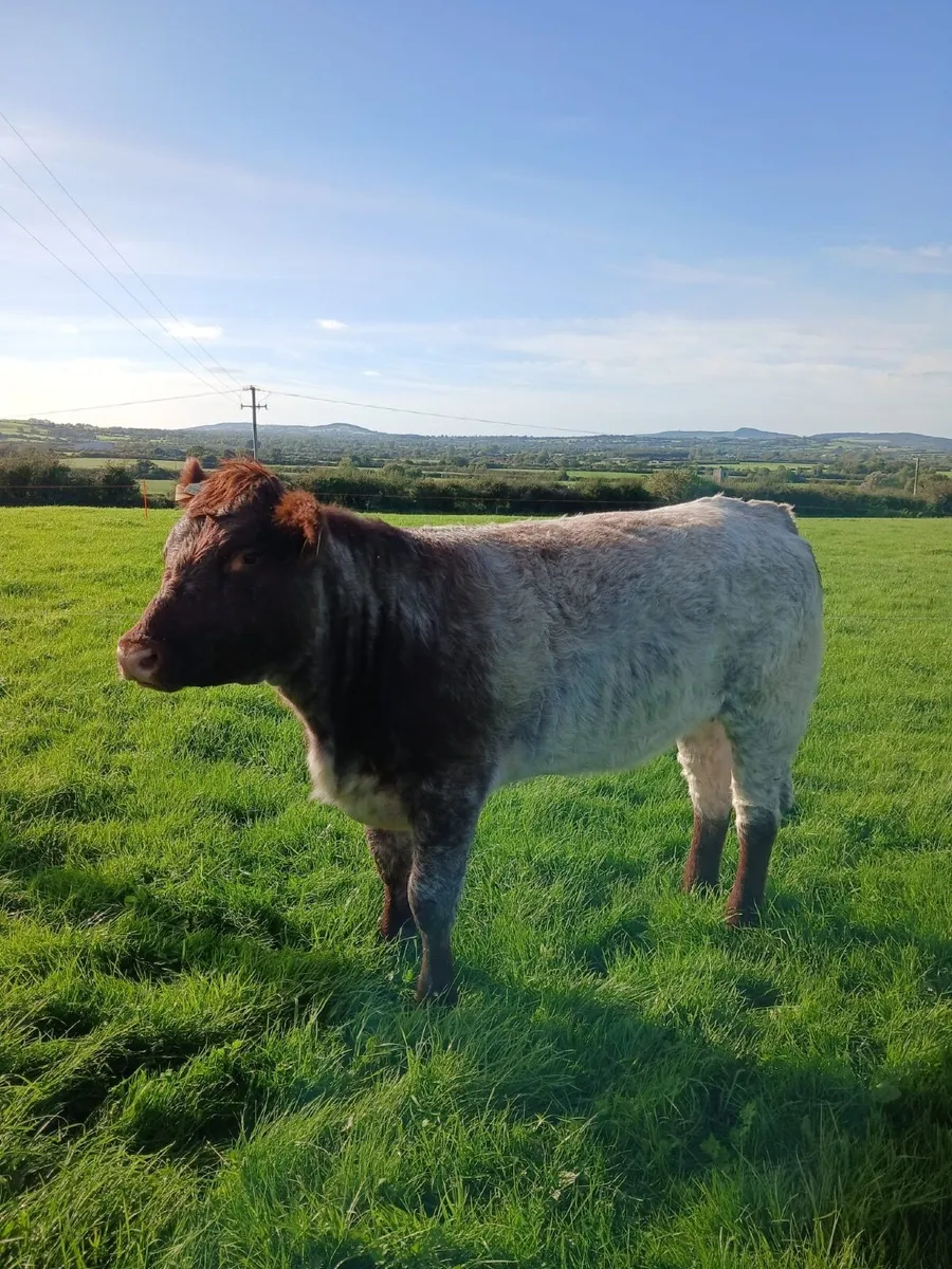 SUPER ROAN SHORTHORN HEIFER - Image 1