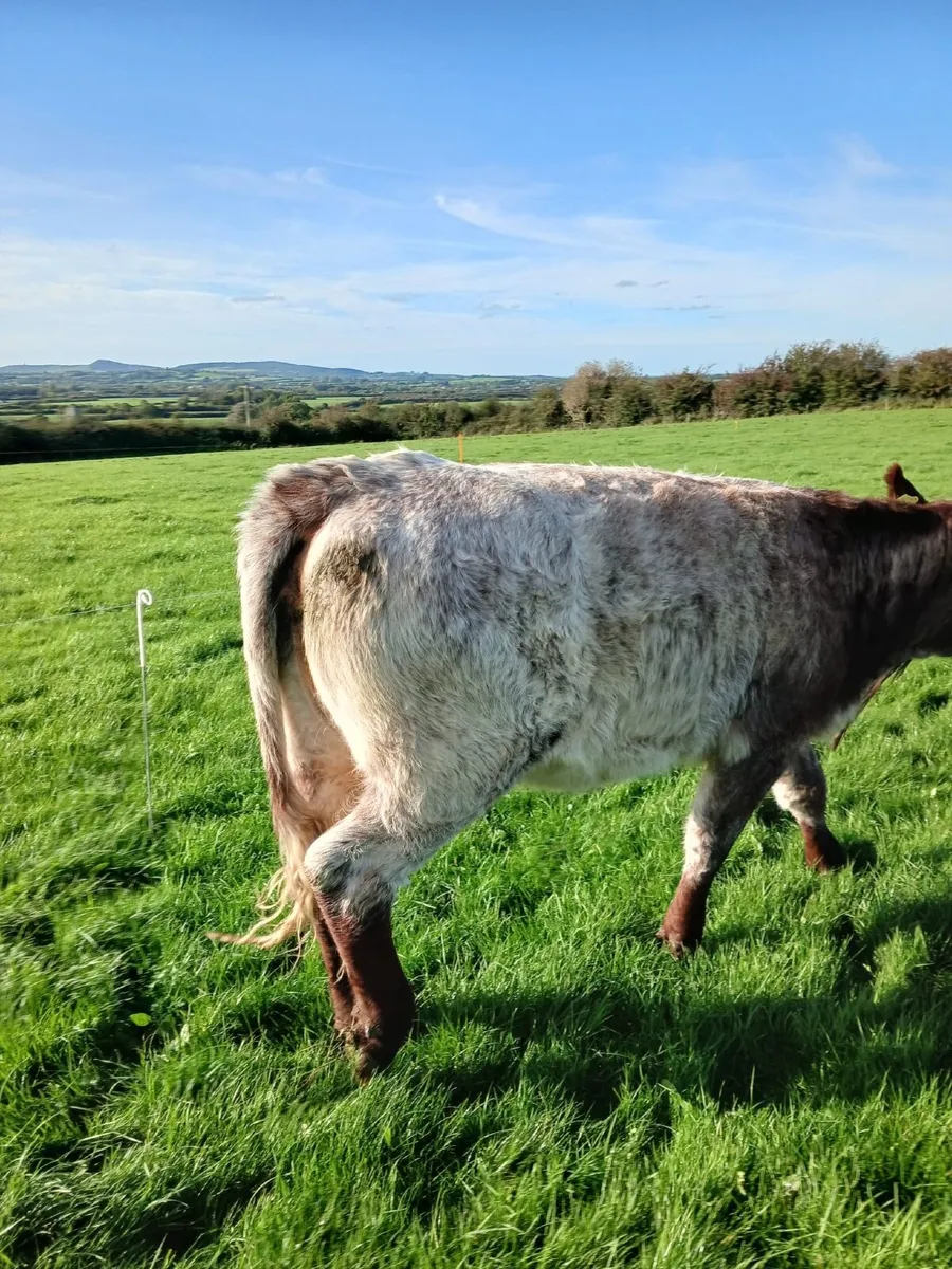 SUPER ROAN SHORTHORN HEIFER - Image 4
