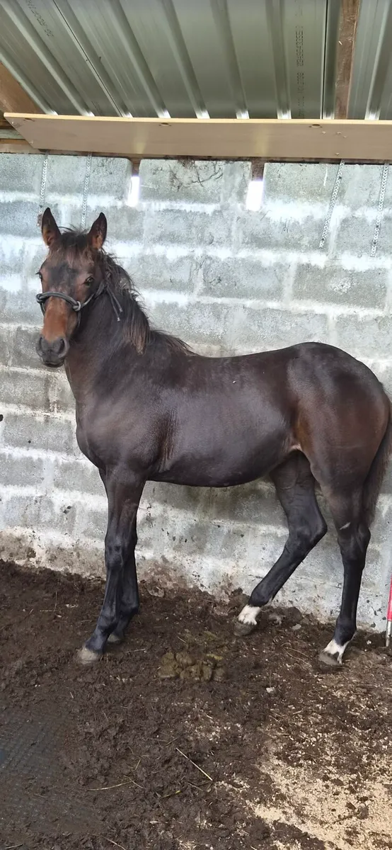 Filly foal - Image 2