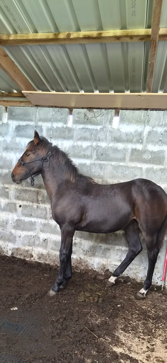 Filly foal - Image 3