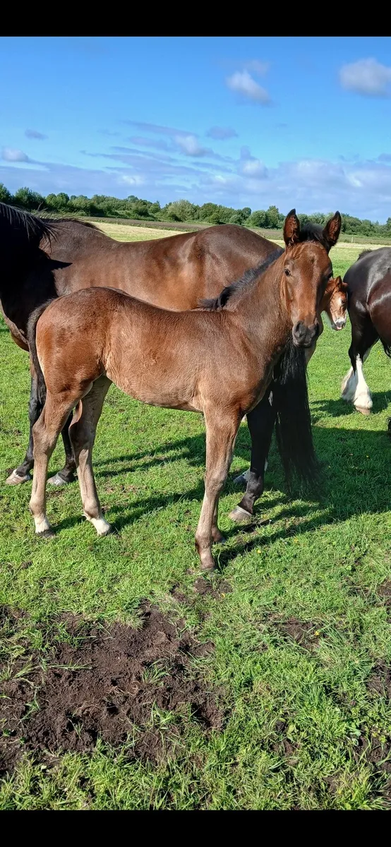Filly foal - Image 4