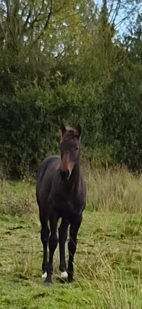 Filly foal - Image 1