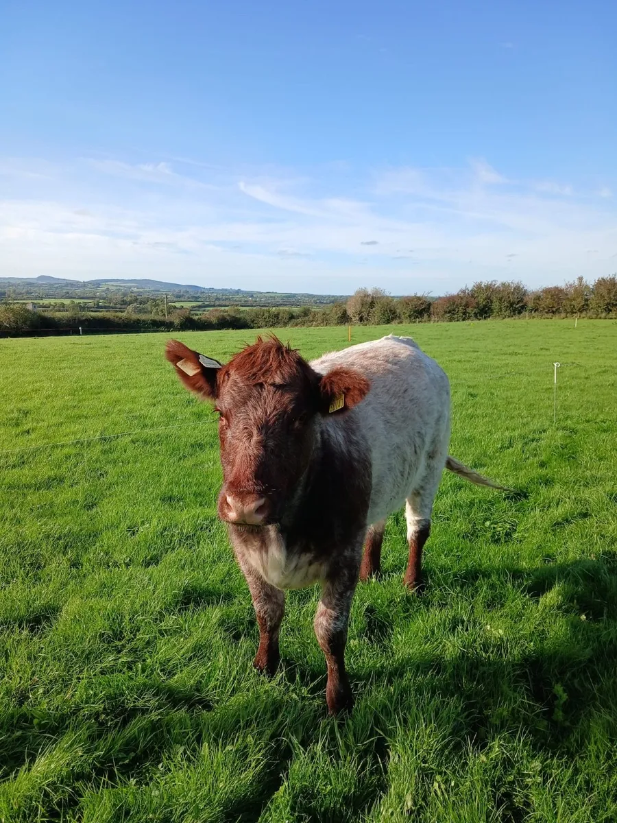 SUPER ROAN SHORTHORN HEIFER - Image 3