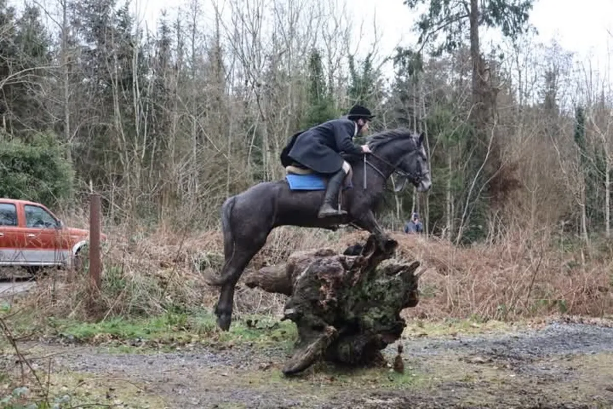 Rising 5yo Connemara gelding - Image 2