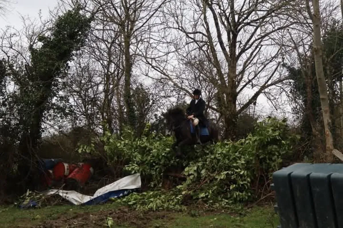 Rising 5yo Connemara gelding - Image 3