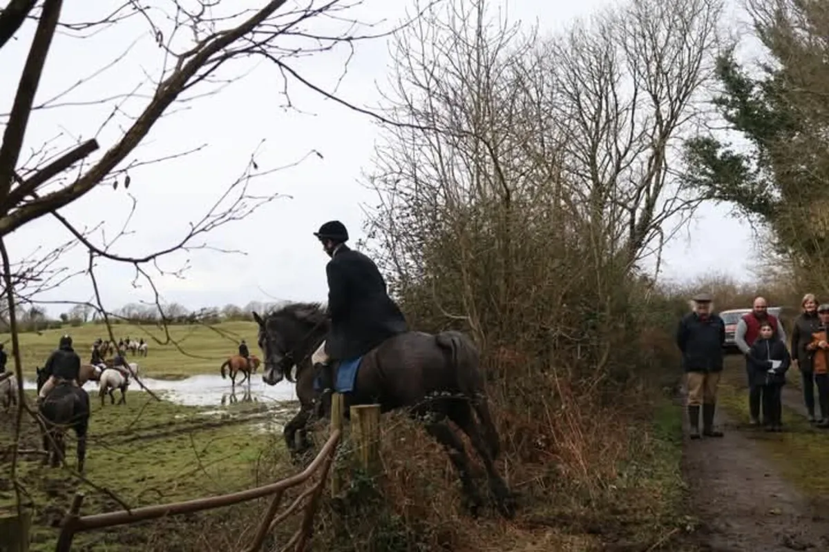 Rising 5yo Connemara gelding - Image 4
