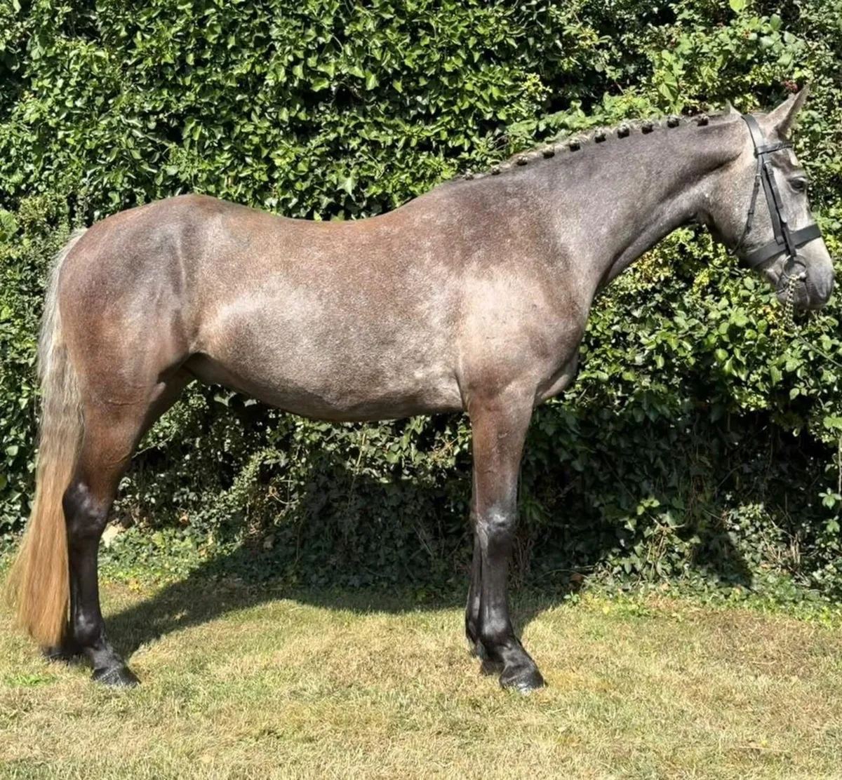 Rising 5yo Connemara gelding - Image 1