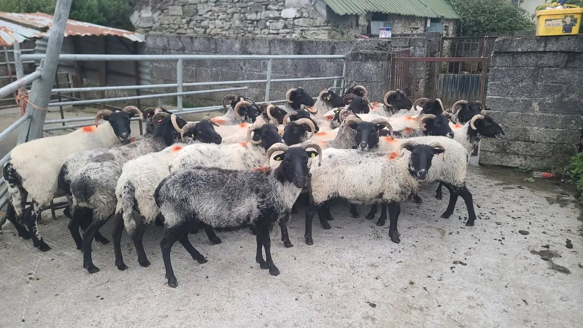 40 Ewes - Image 1