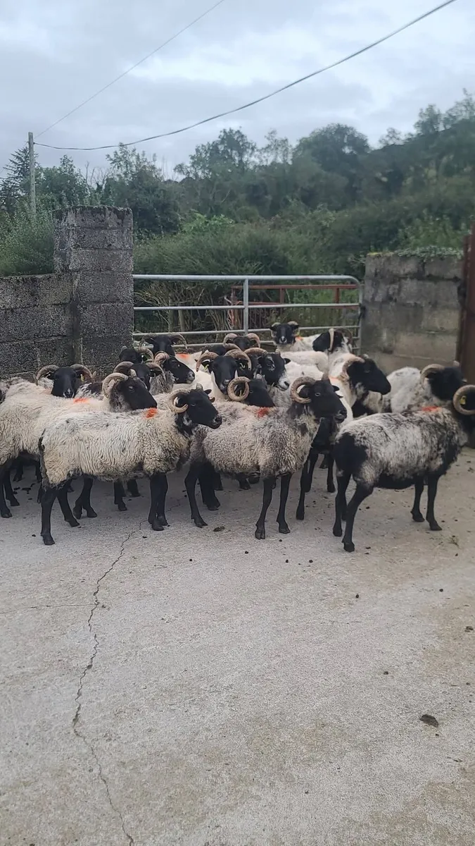 40 Ewes - Image 2