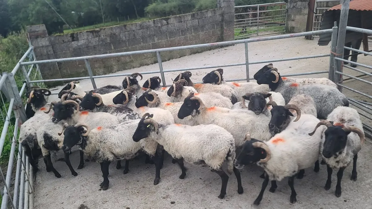 40 Ewes - Image 3