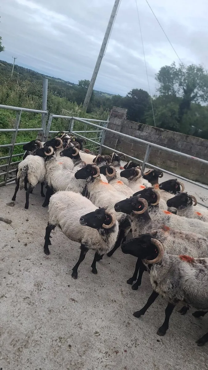 40 Ewes - Image 4