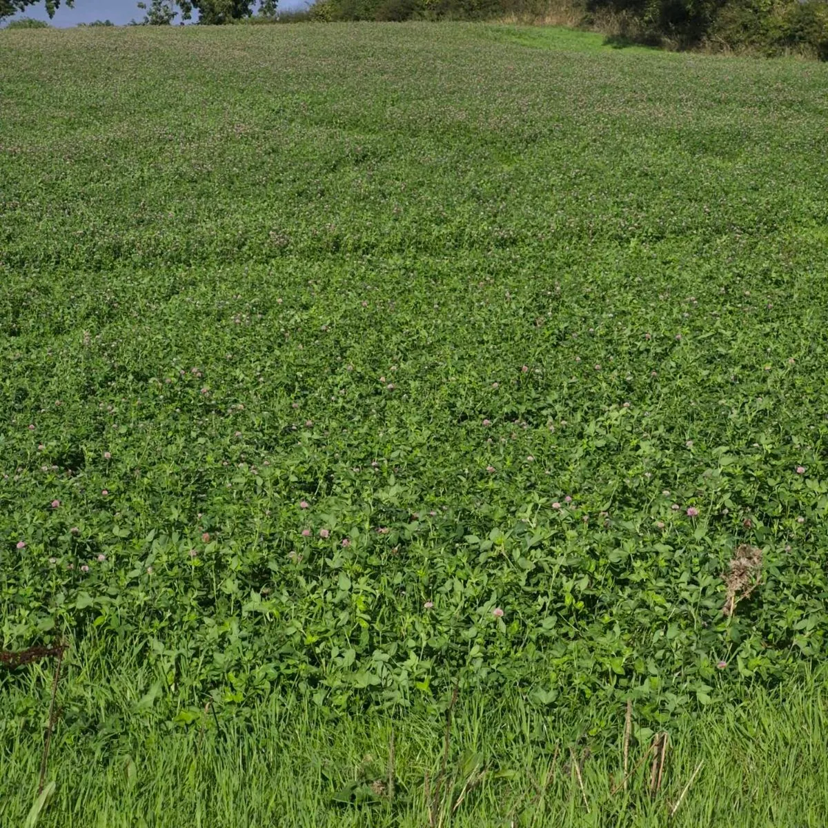 silage - Image 1