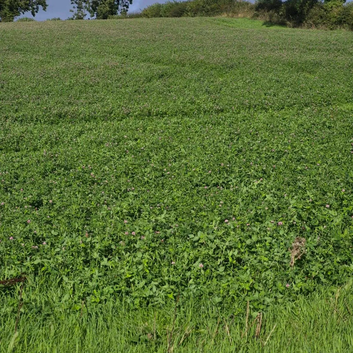 silage - Image 2