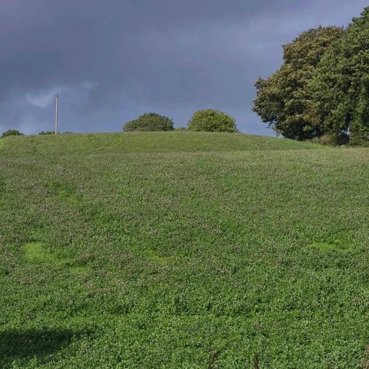 silage - Image 3