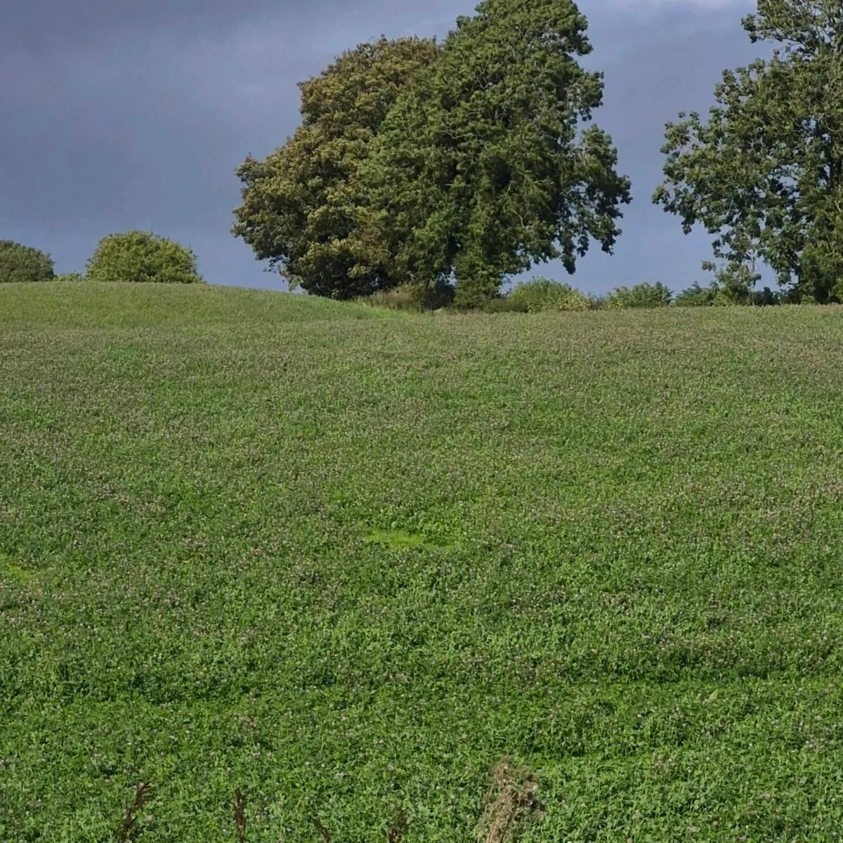 silage - Image 4
