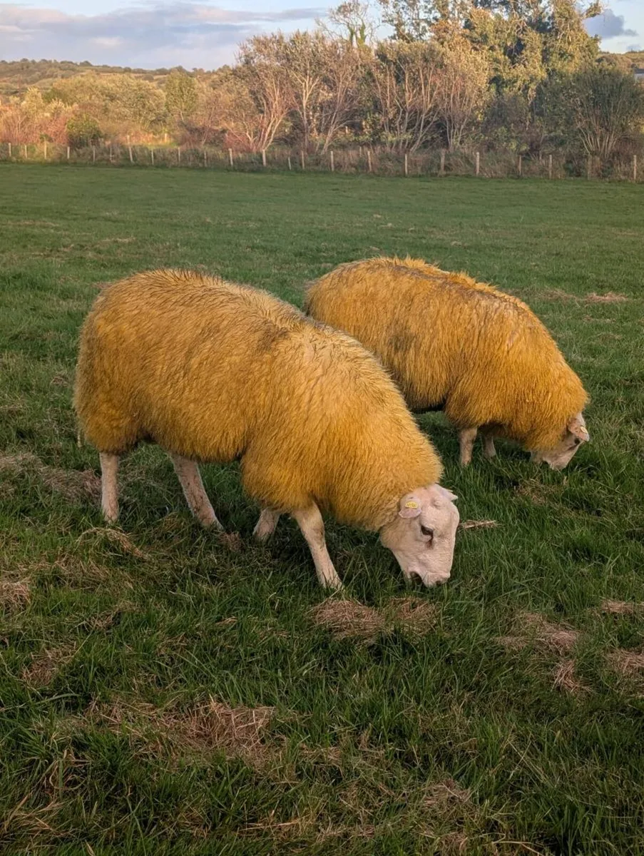 Pedigree Belclare Rams, SIS - Image 4