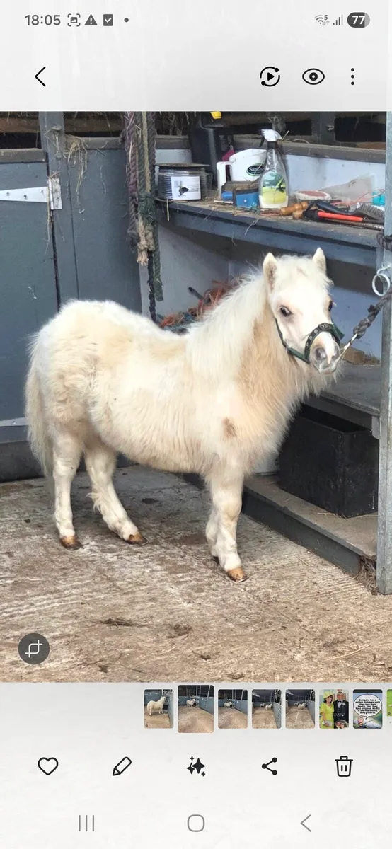 Miniature Foals - Image 2