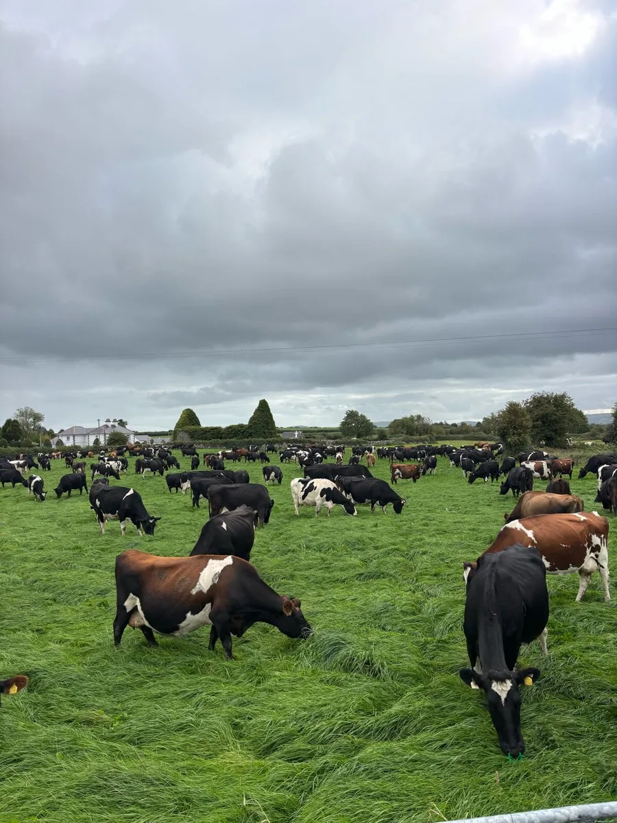 Empty cows - Image 2