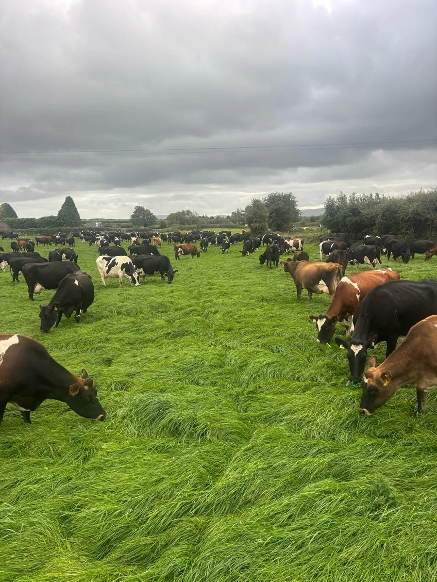 Empty cows - Image 4