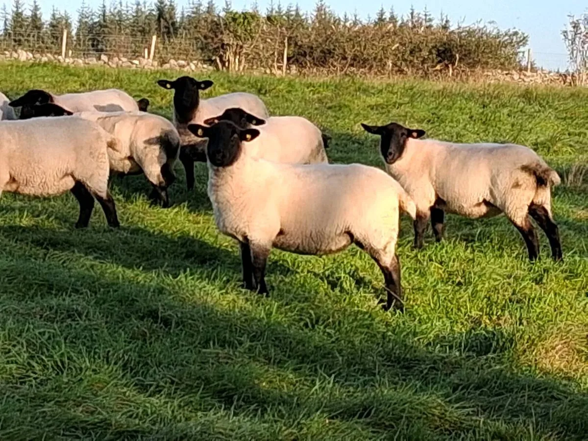 Suffolk x hoggets - Image 3