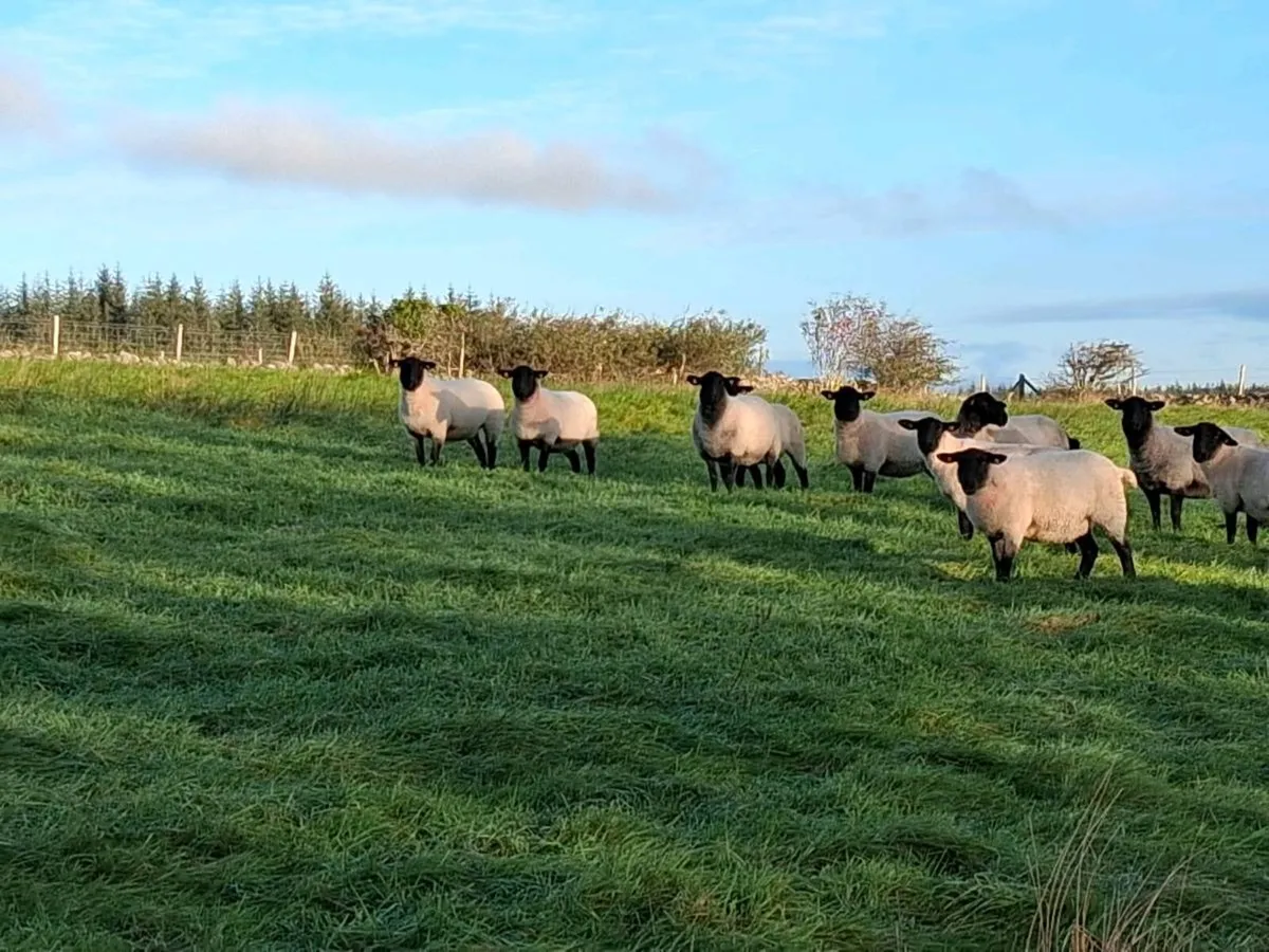Suffolk x hoggets - Image 4