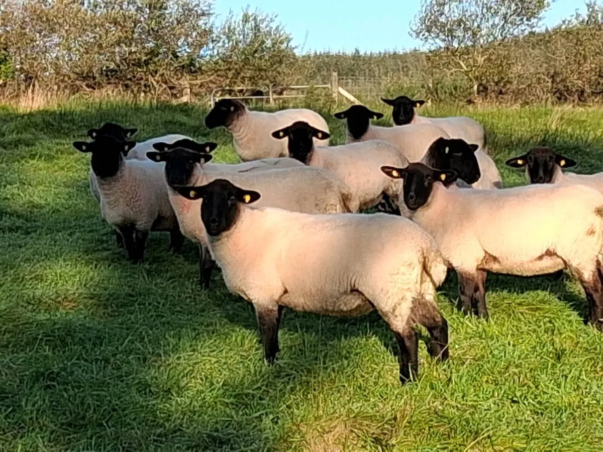 Suffolk x hoggets - Image 1