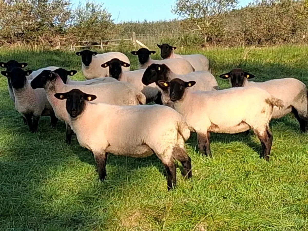 Suffolk x hoggets - Image 2