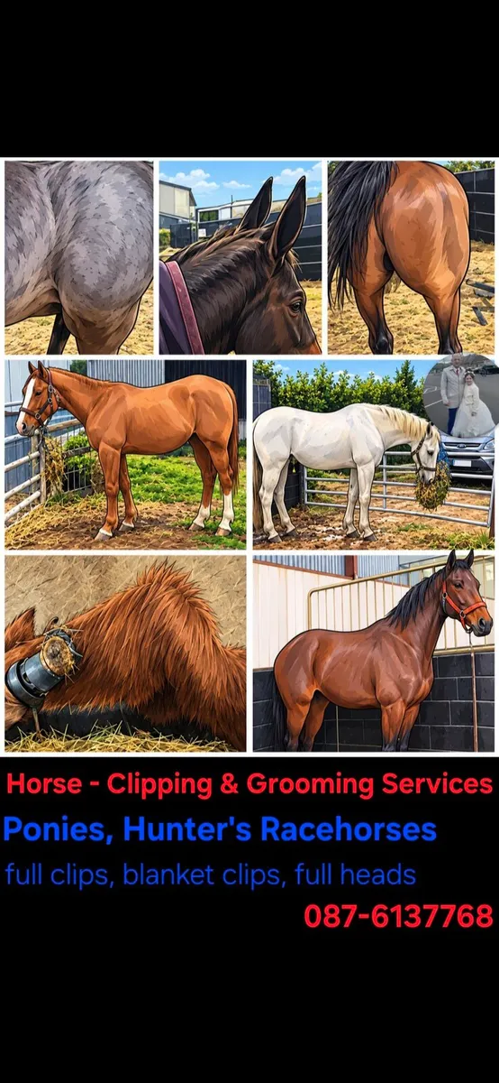 Horse Clipping & Grooming Service - Image 2