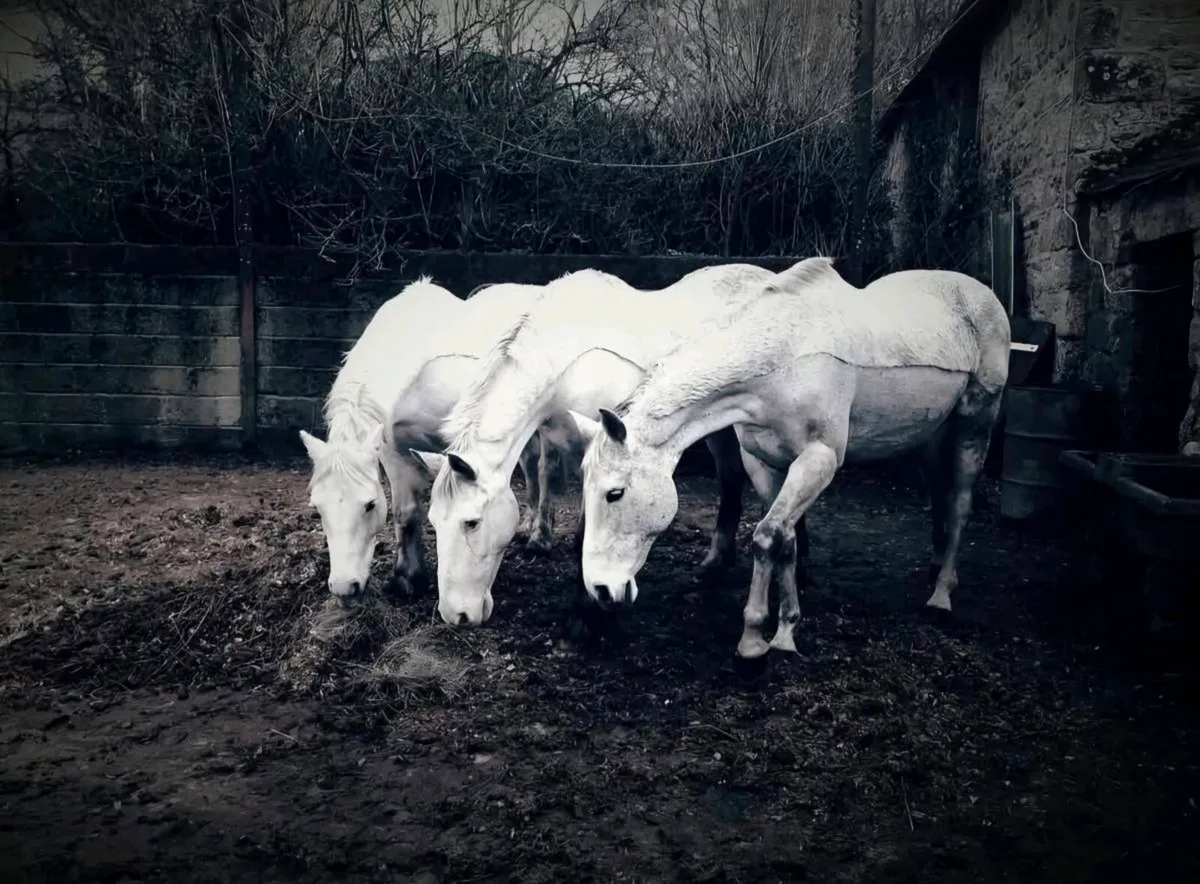 Horse Clipping & Grooming Service - Image 3