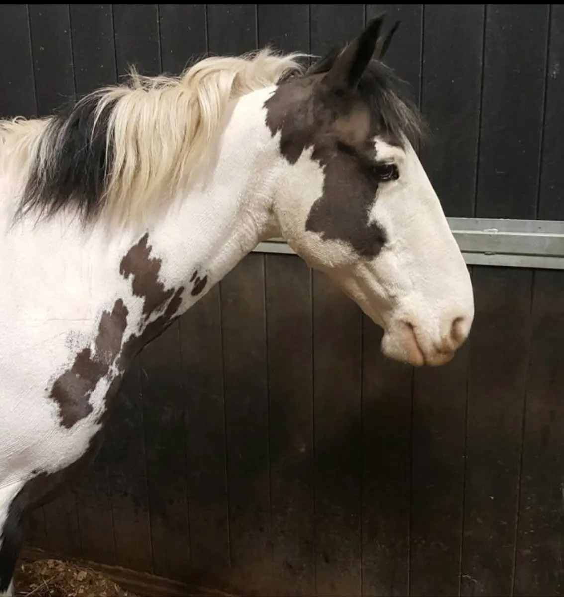 Horse Clipping & Grooming Service - Image 4