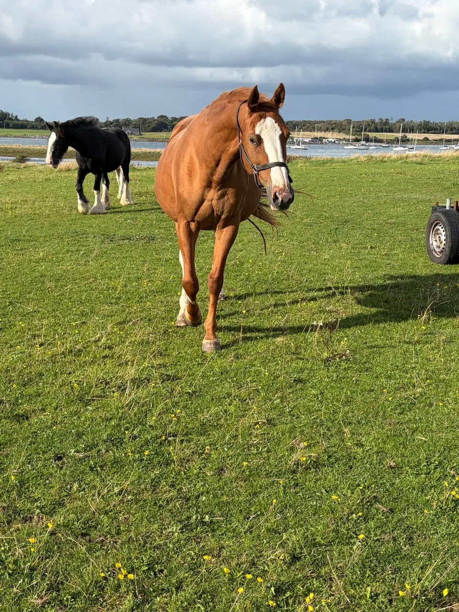 Broodmare in foal - Image 4
