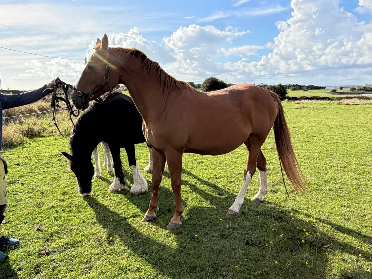 Broodmare in foal - Image 1