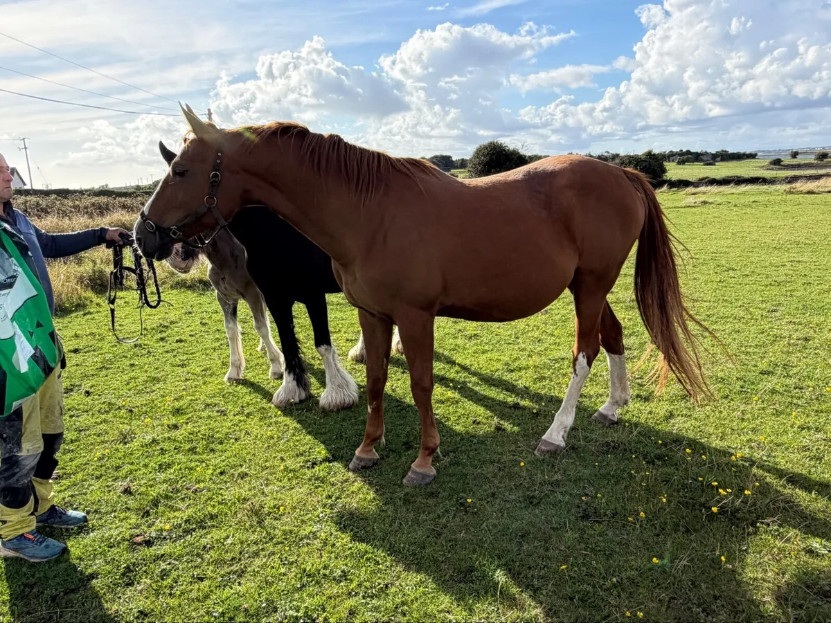 Broodmare in foal - Image 2
