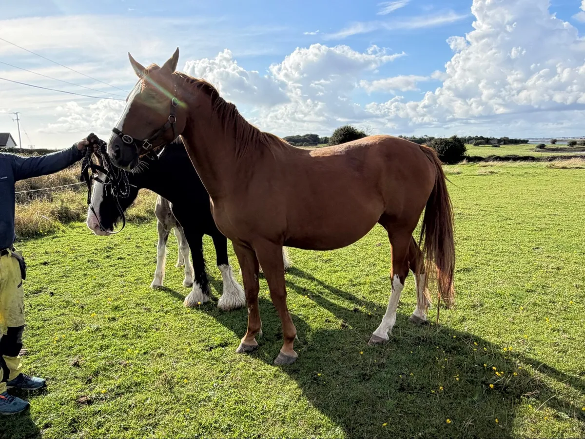 Broodmare in foal - Image 3