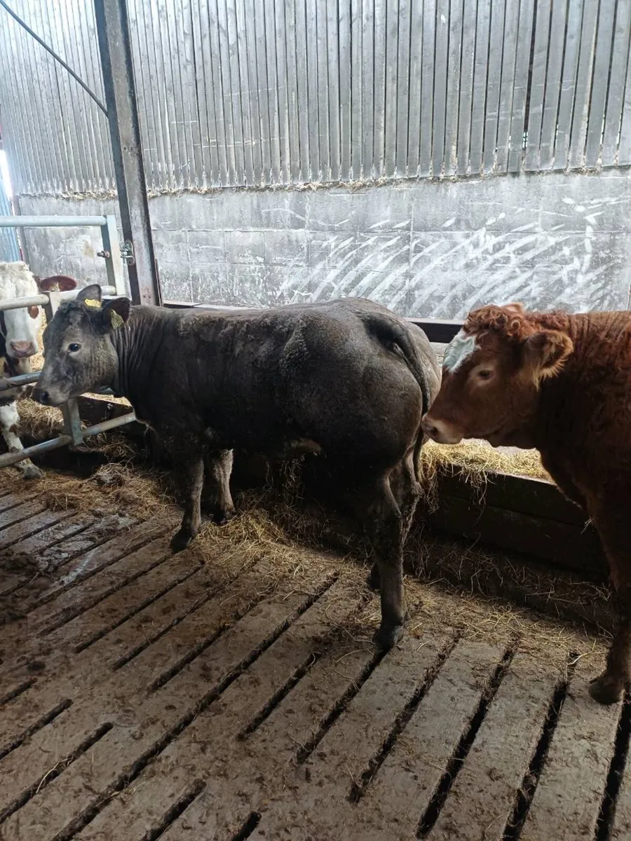Show Heifers for sale Tullow Mart Saturday 17th - Image 1