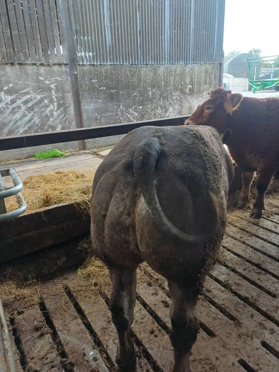 Show Heifers for sale Tullow Mart Saturday 17th - Image 2