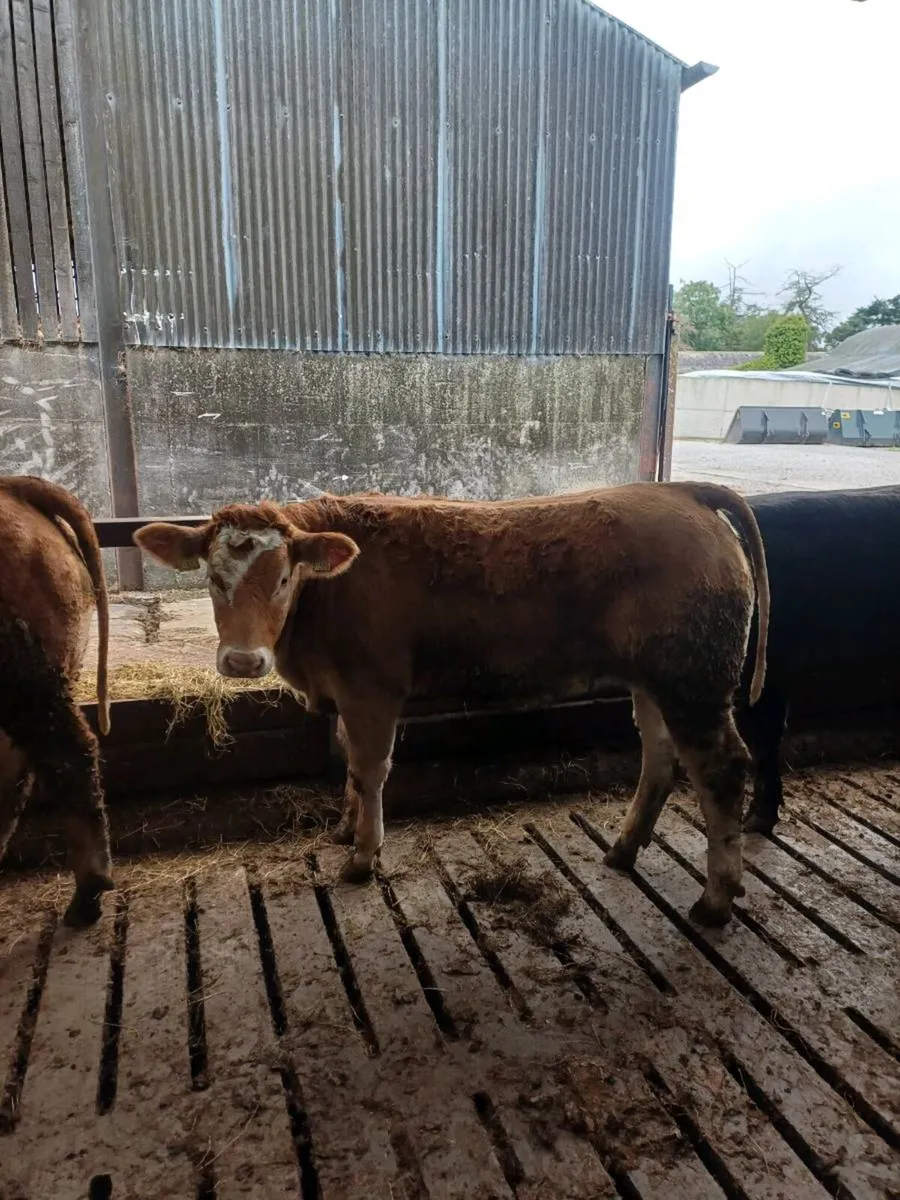 Show Heifers for sale Tullow Mart Saturday 17th - Image 3