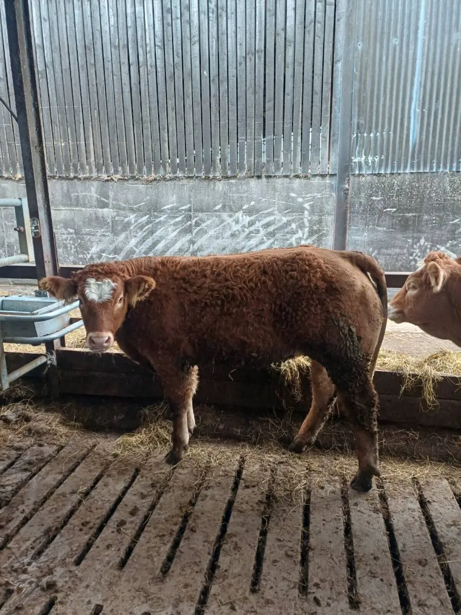 Show Heifers for sale Tullow Mart Saturday 17th - Image 4