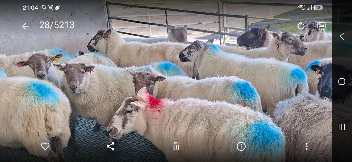Cull ewes - Image 1