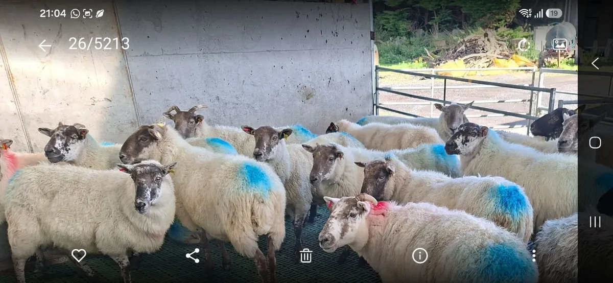 Cull ewes - Image 2
