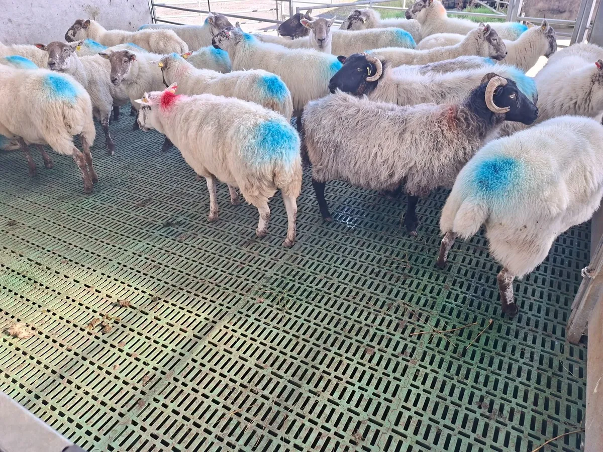 Cull ewes - Image 3