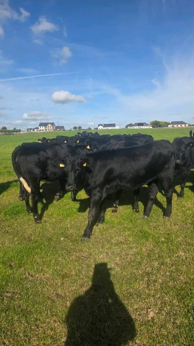 Angus heifers - Image 1