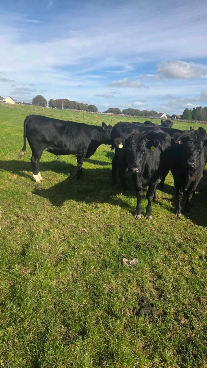 Angus heifers - Image 2